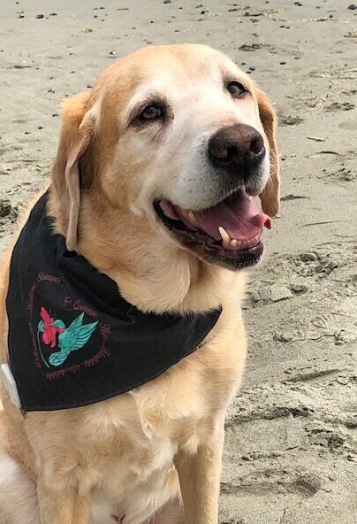 Newcastle at the beach with his MOG Project Hummingbird bandana