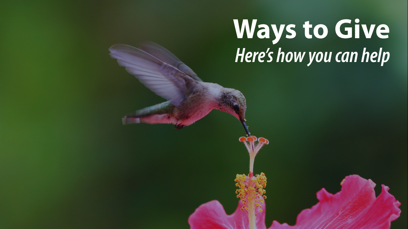 A hummingbird hovers and feeds from a pink flower with the text Ways to Give: Here’s how you can help support MOGAD nonprofit on a blurred green background.