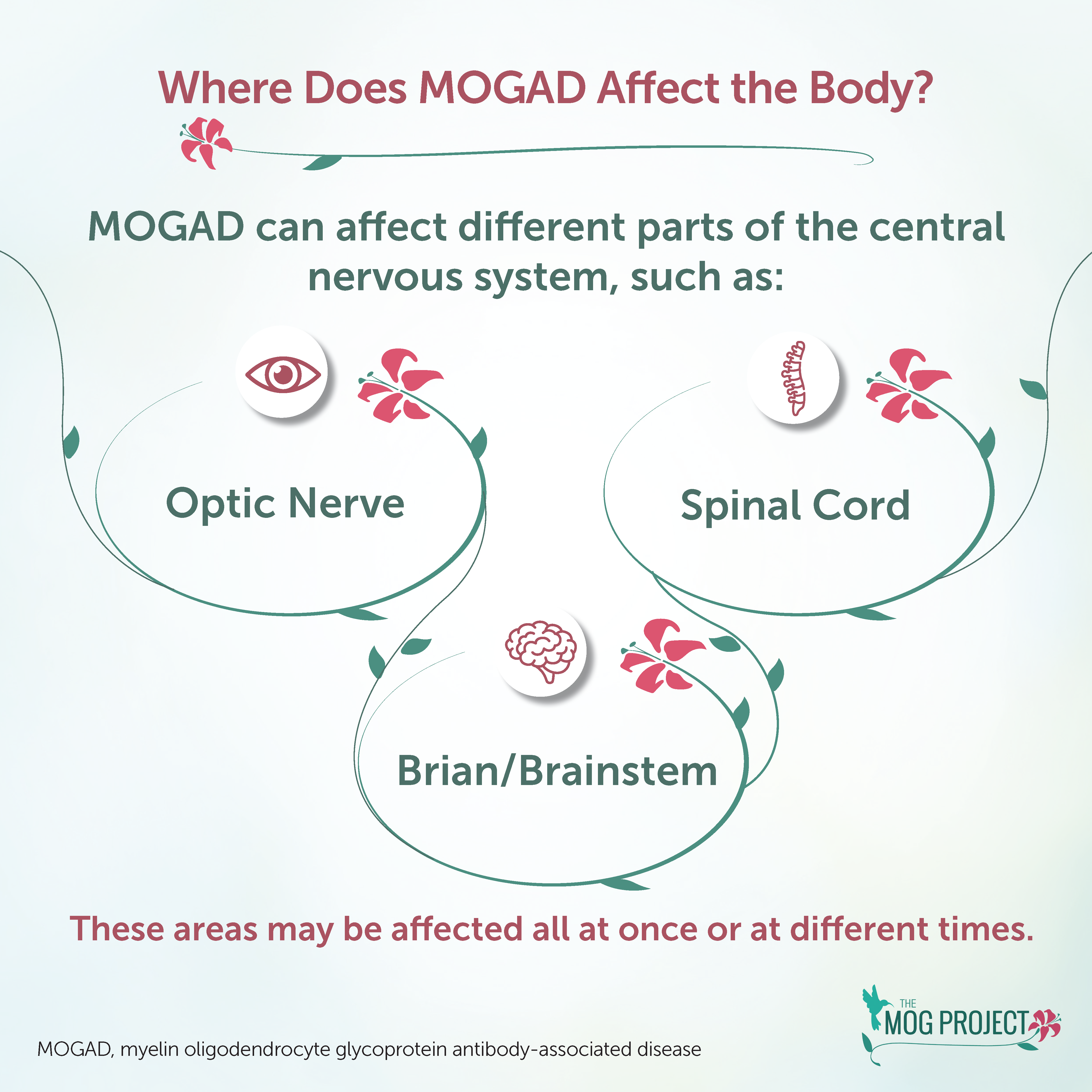 Infographic showing how MOGAD affects the optic nerve, spinal cord, and brain/brainstem in the central nervous system, with labeled icons and supporting text.